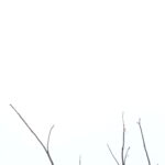 DSC03644_cr