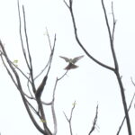 DSC03646_cr Tropical Kingbird (Suiriri)