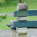 DSC03682_cr