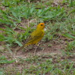DSC03712_cr